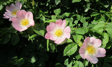 Dog Rose, a delightful addition to your Garden