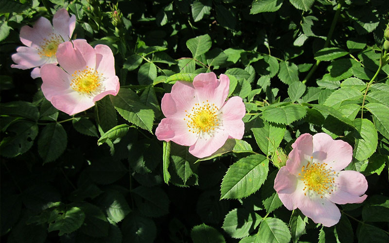 Dog Rose, a delightful addition to your Garden