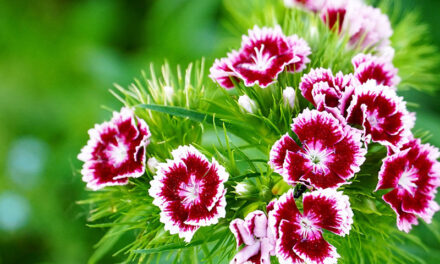 Carnation flower, a list with the 11 most beautiful types