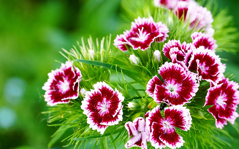 Carnation Flower: A list of the 11 most beautiful types