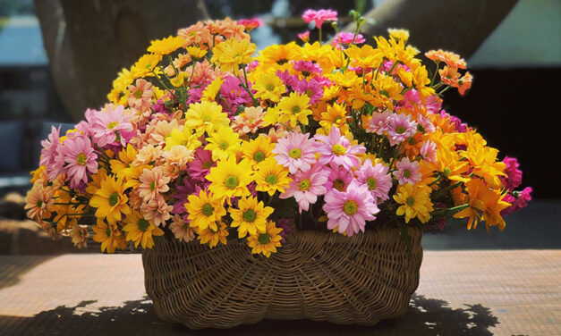 Chrysanthemums, versatile flowers in all colors of the rainbow