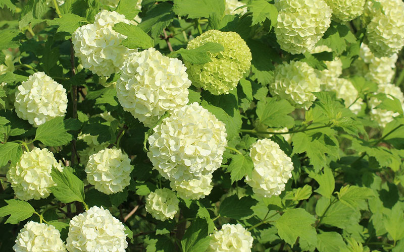 Guelder rose, the 7 most beautiful in a row