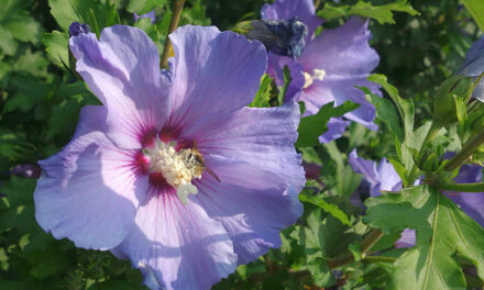 Hibiscus, everything about pruning, cutting & moving