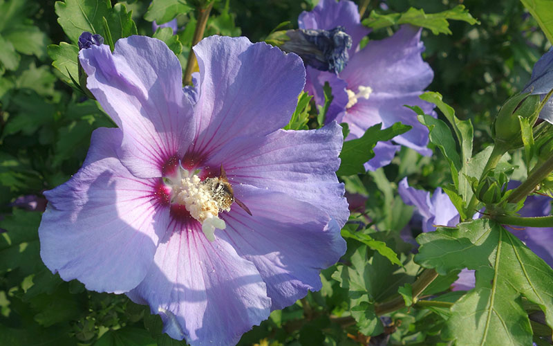 Hibiscus, everything about pruning, cutting & moving