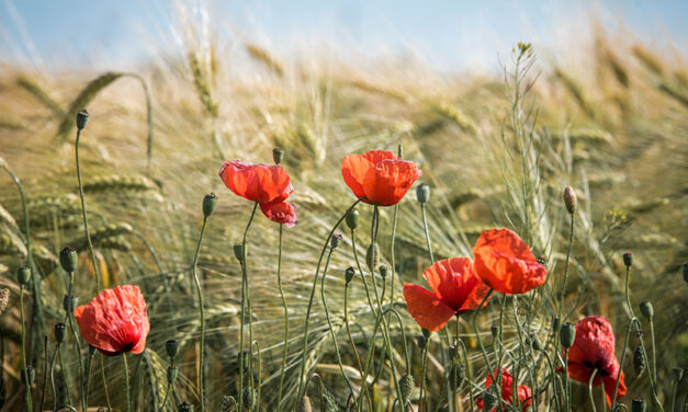 Poppy flower, the 9 most beautiful varieties in a row