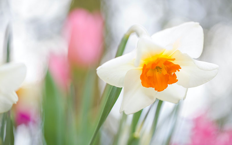 19 Amazing Spring Flowers: Spring is in the air!