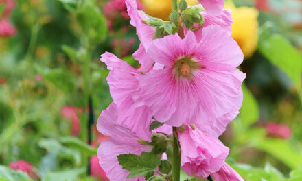 The hollyhock, a pretty flower for your garden