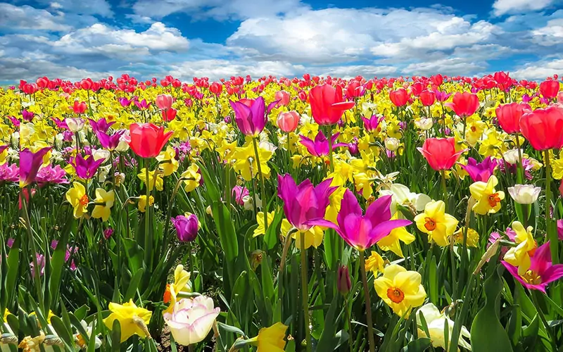 Tulips, the 10 most special varieties