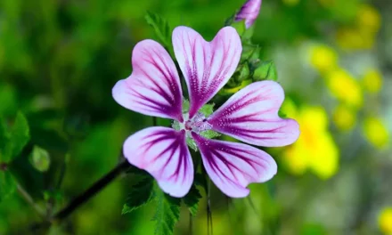 Geranium, the 10 most awesome types
