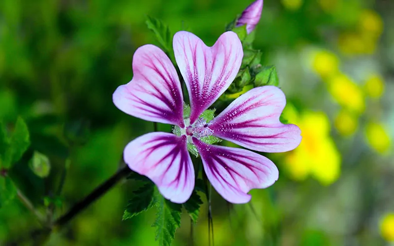 Geranium, the 10 most awesome types