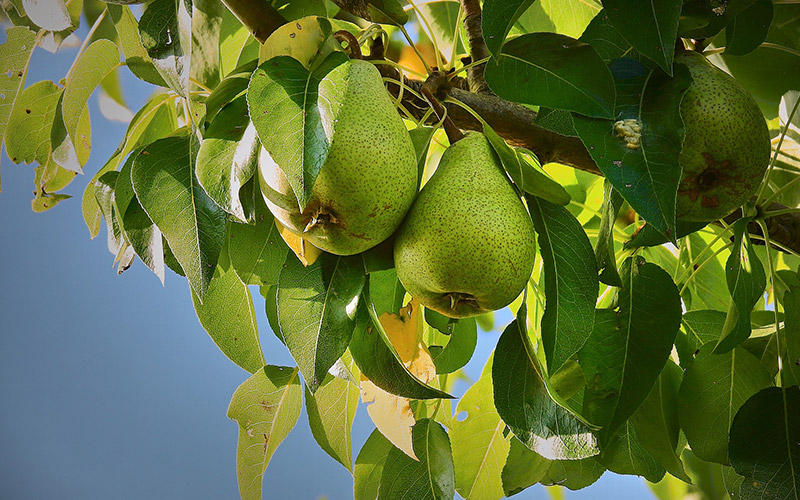 Pear tree types, 11 awesome varieties