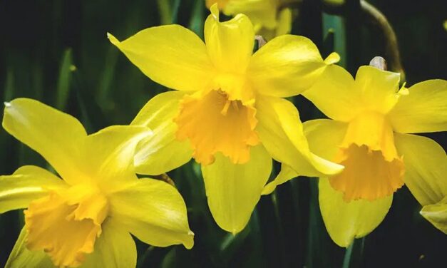 Daffodil: Everything you need to know about these Spring Beauties