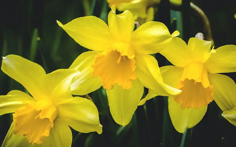 Daffodil: Everything you need to know about these Spring Beauties