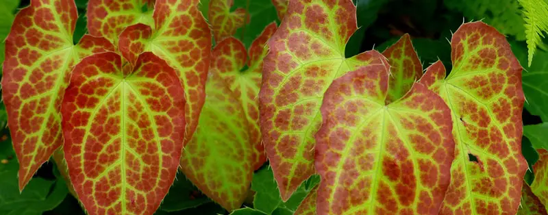 Epimedium leaves