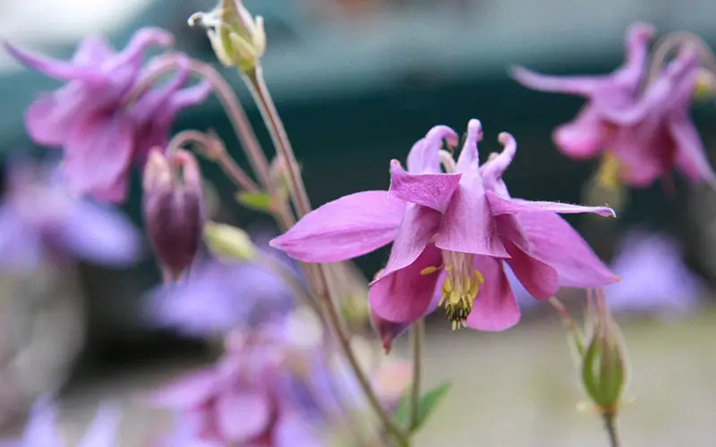 Epimedium, the 11 most beautiful Bishop’s Hat flowers