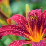 Lilium: 9 Delightful Lily Varieties to Brighten Your Garden
