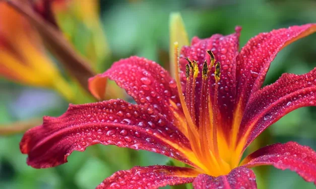 Lilium: 9 Delightful Lily Varieties to Brighten Your Garden