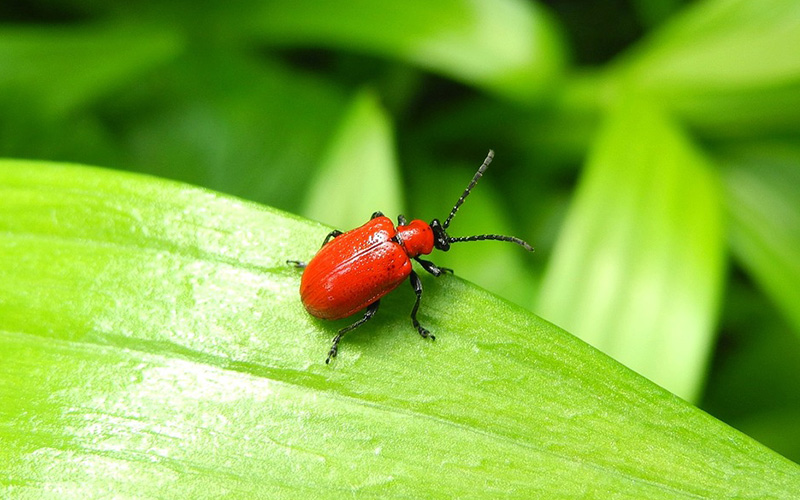 How to Protect Your Lilies from Red Beetles