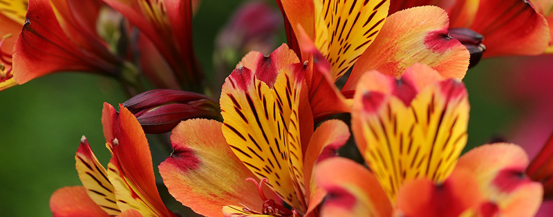 vibrant lilies