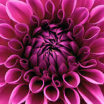 Everything You Need to Know About Dahlias!