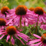Echinacea: A Guide to the Most Beautiful Coneflower Varieties