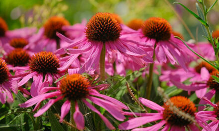 Echinacea: A Guide to the Most Beautiful Coneflower Varieties