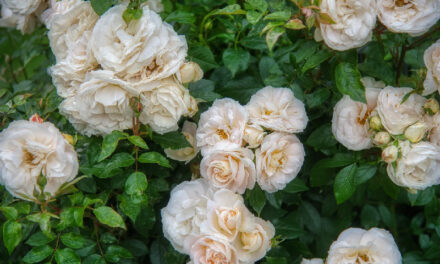Exploring Ground Cover Rose Plants: Beauty meets Practicality