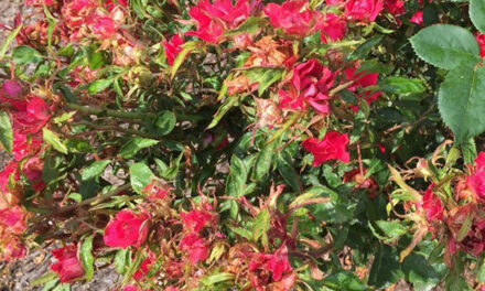 Rose Disease Rosette: A Gardener’s Guide