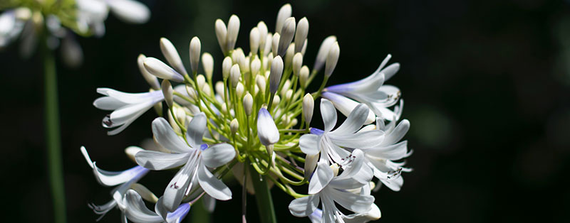 Agapanthus-Dr-Brouwer
