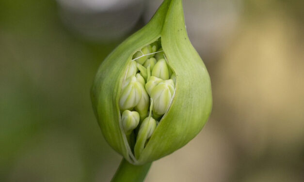 Growing Agapanthus from Seed