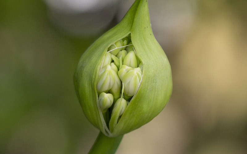 Growing Agapanthus from Seed