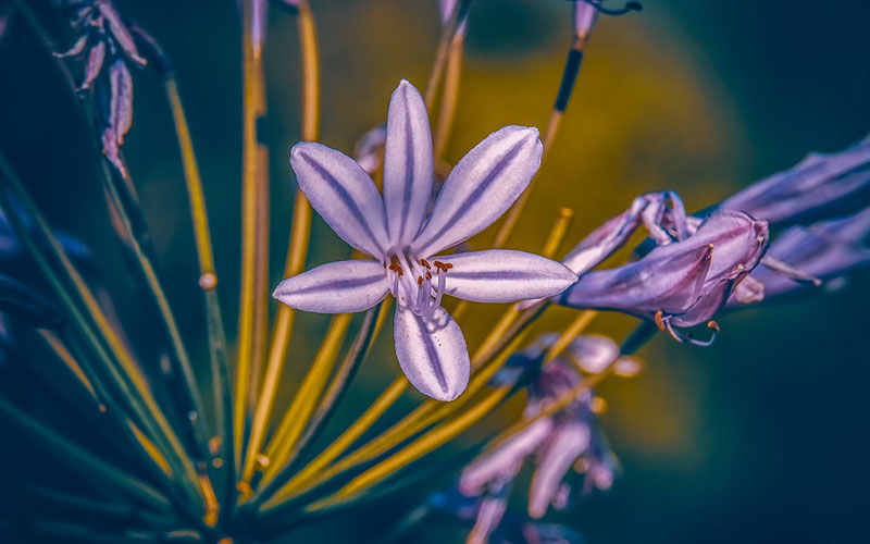 Agapanthus, the Lily of the Nile