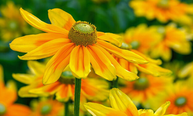 Exploring Rudbeckia: A comprehensive guide to varieties and cultivation