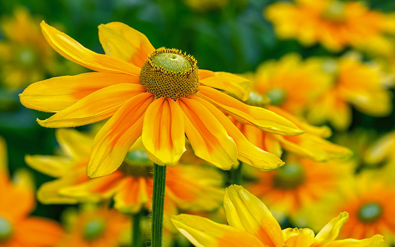 Exploring Rudbeckia: A comprehensive guide to varieties and cultivation