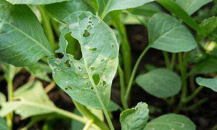 Garden pest control: managing common vegetable garden pests