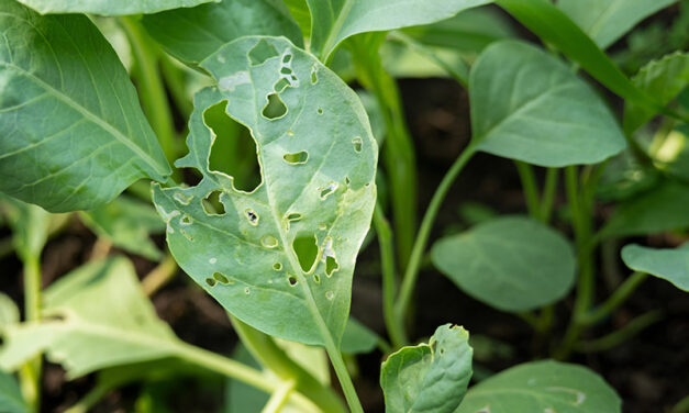 Garden pest control: managing common vegetable garden pests