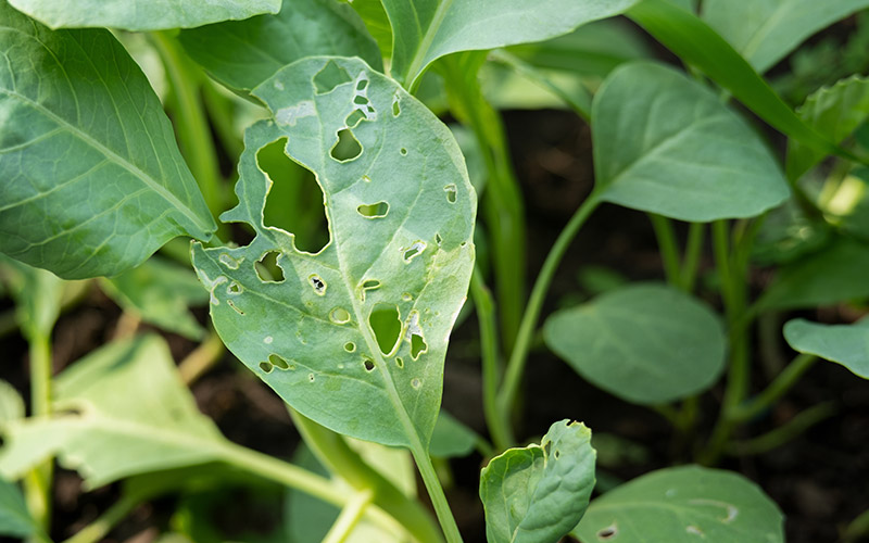 Garden pest control: managing common vegetable garden pests