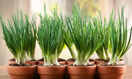 Planting spring onions in pots: a complete guide