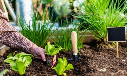 The ultimate guide to creating a vegetable garden