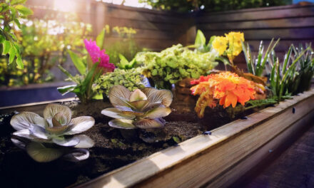 Everything you need to know about the vegetable garden bed