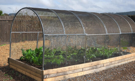 Protecting your plants: vegetable garden cage ideas