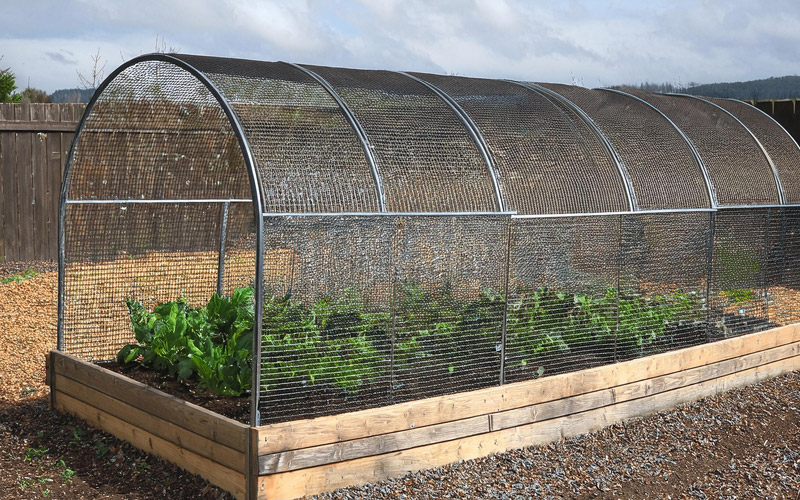 Protecting your plants: vegetable garden cage ideas