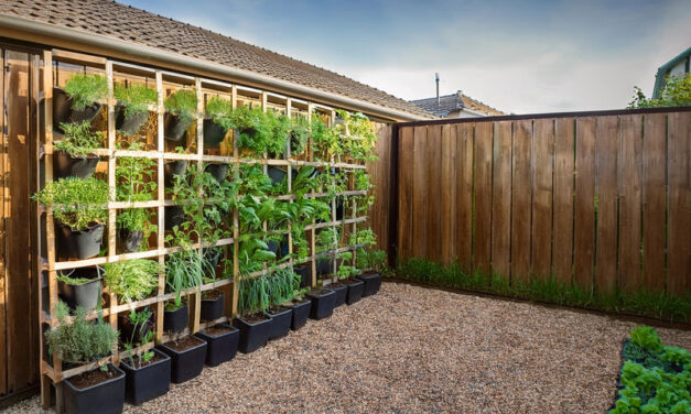 How to start your own vegetable garden vertical setup