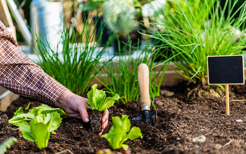 The ultimate guide to creating a vegetable garden