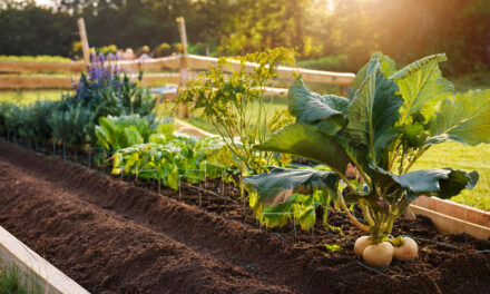 Vegetable gardening for beginners: A step-by-step guide