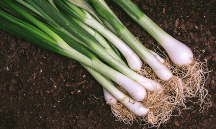 How to plant spring onions: step-by-step instructions