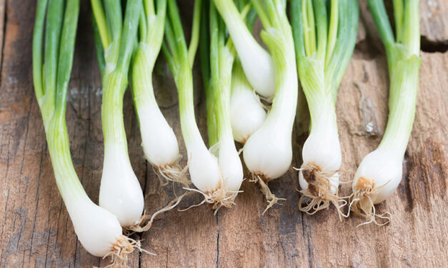Spring onions cut: how to harvest and regrow