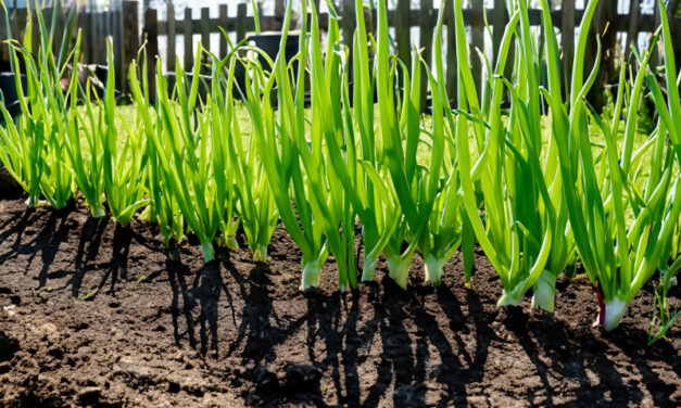 Spring onions growing: tips for a bountiful harvest