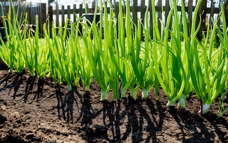 Spring onions growing: tips for a bountiful harvest