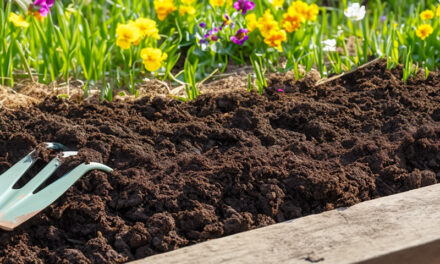 How to prepare your garden for spring planting
